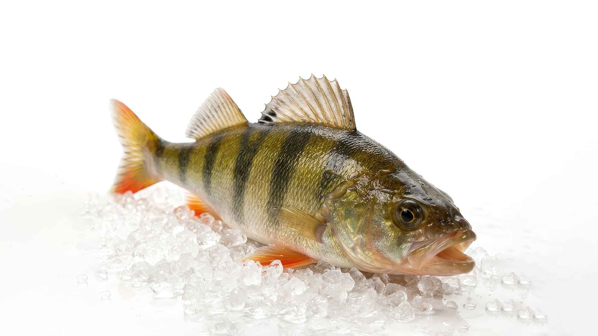 La Perche Loë – Egli aus Schweizer Aquakultur Wallis