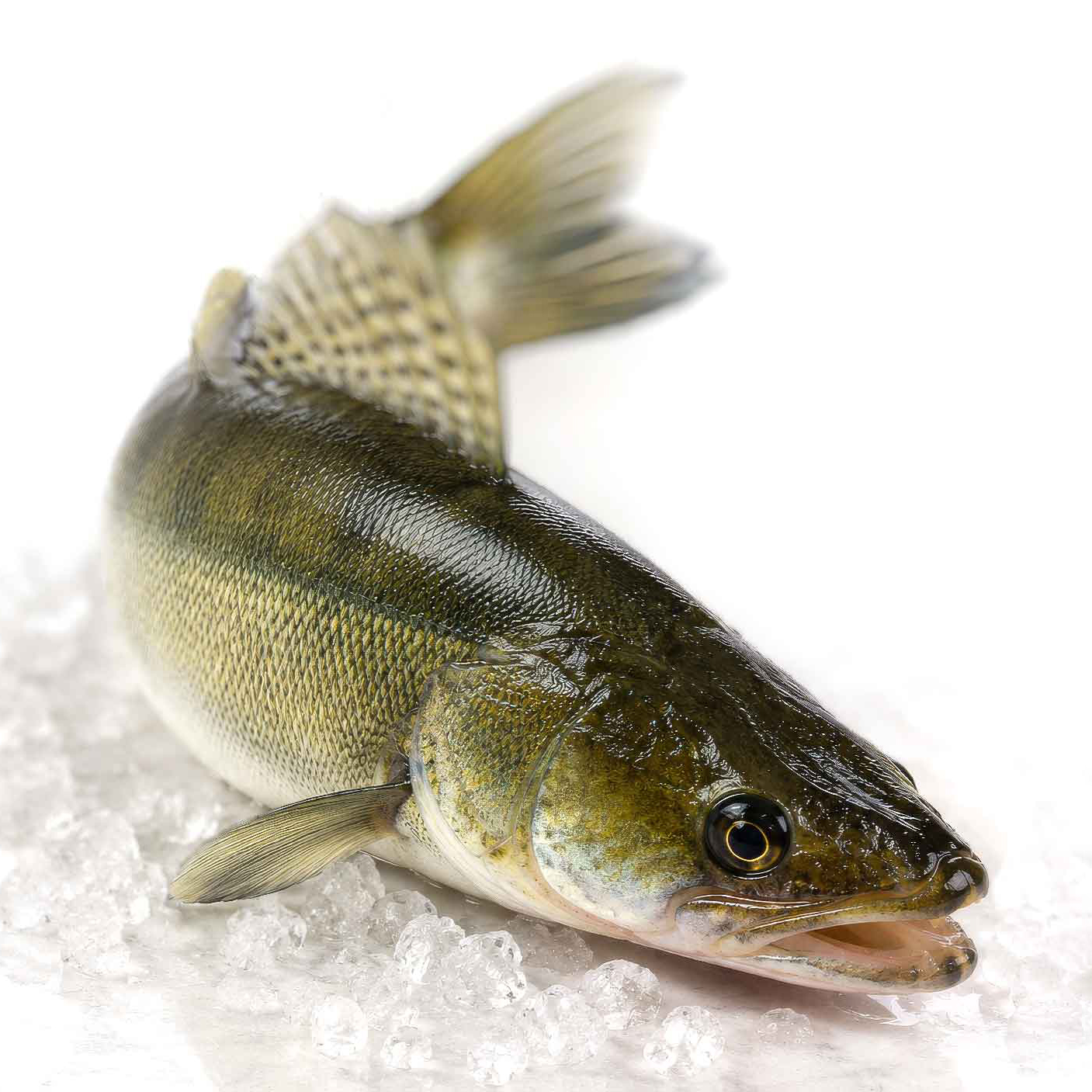 AlpenZander &ndash; Zander aus Schweizer Bergwasser Aquakultur
