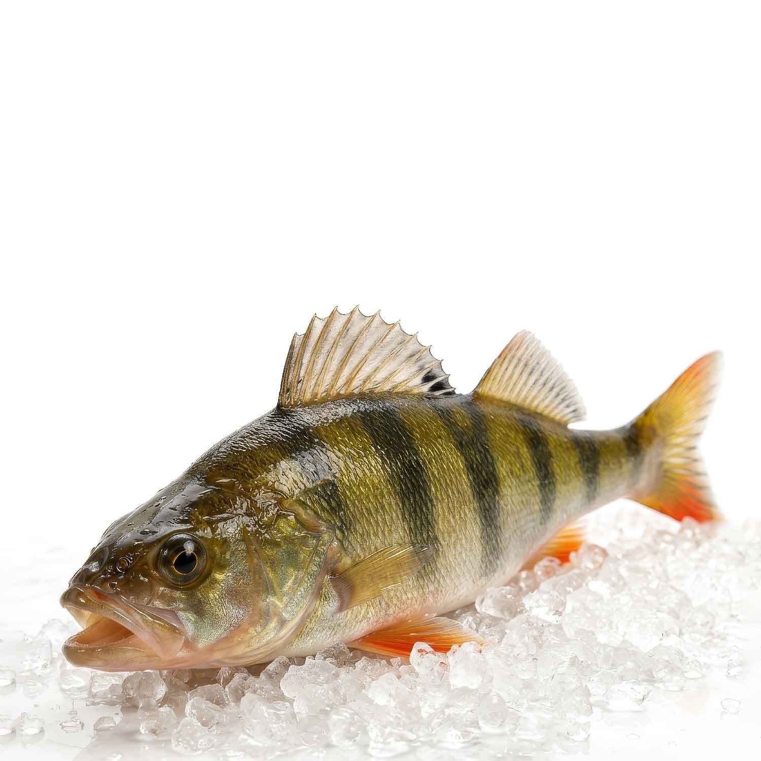 La Perche Lo&euml; &ndash; Egli aus Walliser Bergwasser Aquakultur